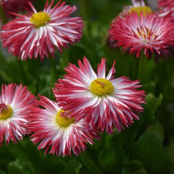 English Daisy Habanera Mix - 1Q