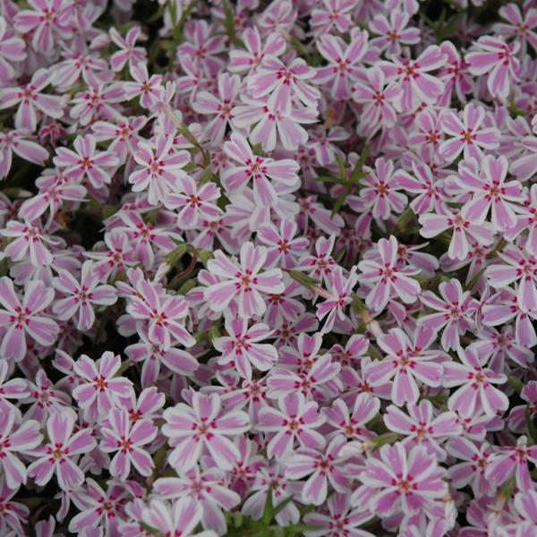 Phlox Subulata Candy Stripe - 1Q