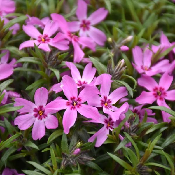 Phlox Subulata Crimson Beauty - 1Q