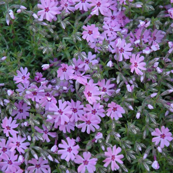 Phlox Subulata Fort Hill - 1Q