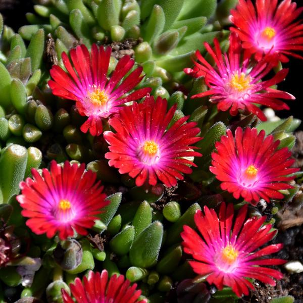 Delosperma Jewel Of The Dessert Garnet Garnet - 1Q