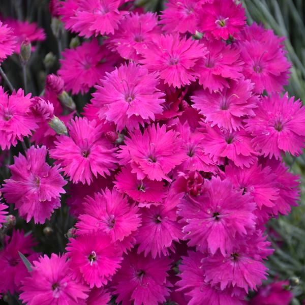 Dianthus Neon Star - 1Q