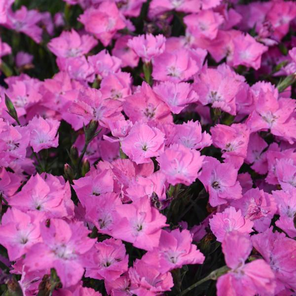 Dianthus Kahori® Pink - 1Q