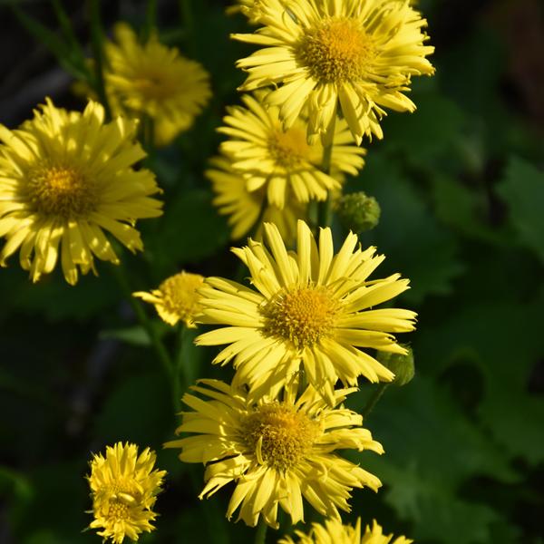 Doronicum Little Leo - 1Q