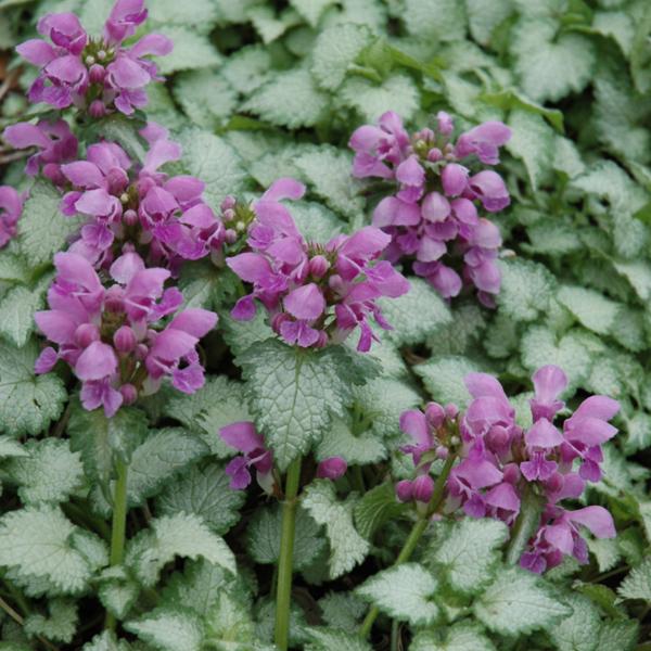 Lamium Orchid Frost - 1Q