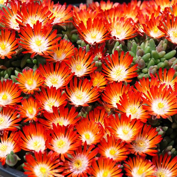 Delosperma Hot Cakes® Pumpkin Perfection - 1Q