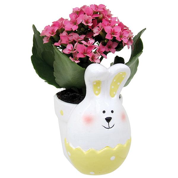 Easter Bunny Dishgarden