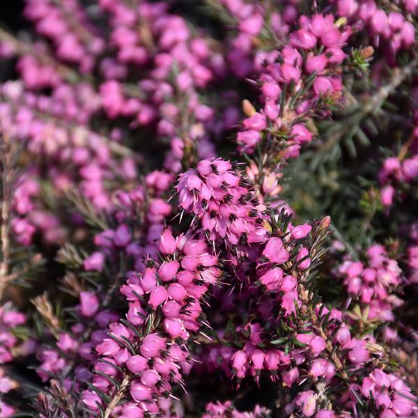 Heather Springwood Pink (spring) - 2c