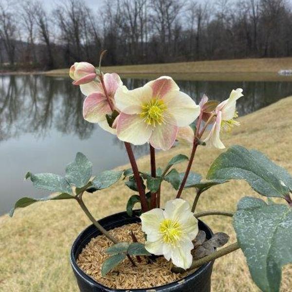 Helleborus Cinnamon Snow - 1c