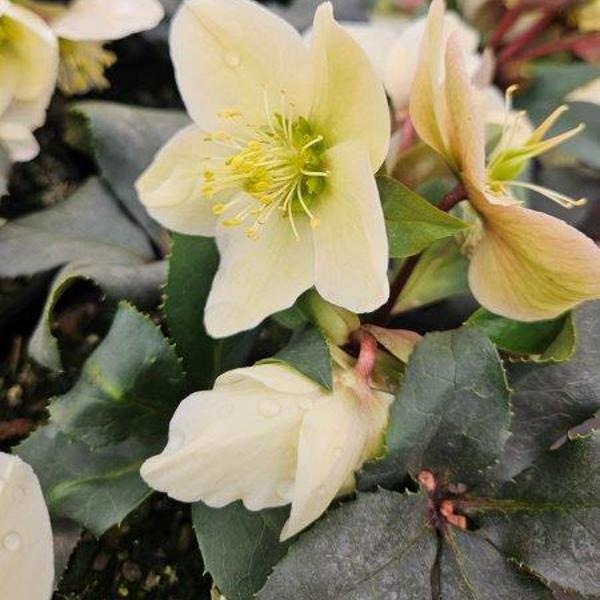 Helleborus Champion - 1c