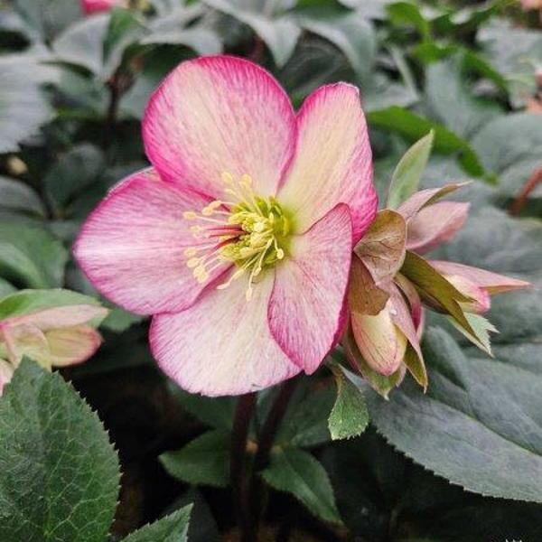 Helleborus Ice N' Roses Dark Picotee - 1c