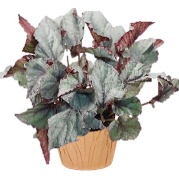 Begonia Rex Assorted - 5in