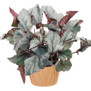 Begonia Rex Assorted - 5in