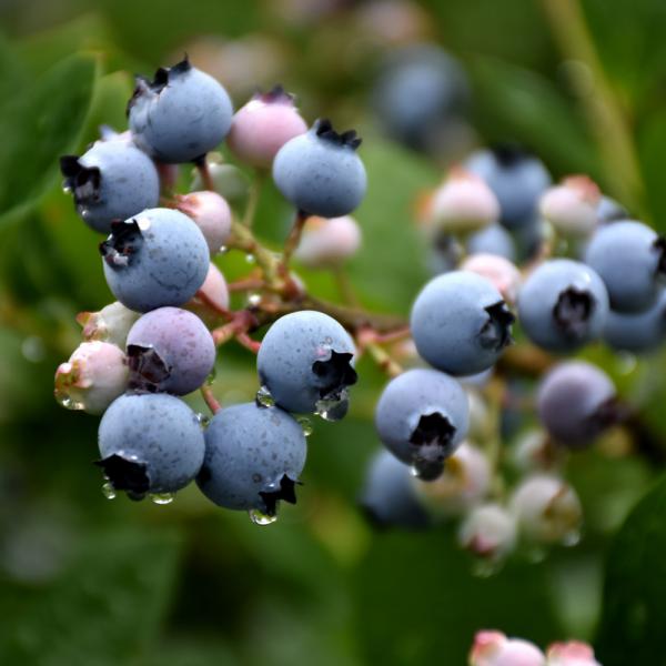 Blueberry Blue Jay Midseason