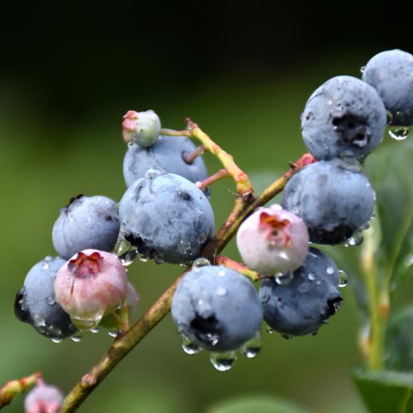 Blueberry Blue Ray Midseason