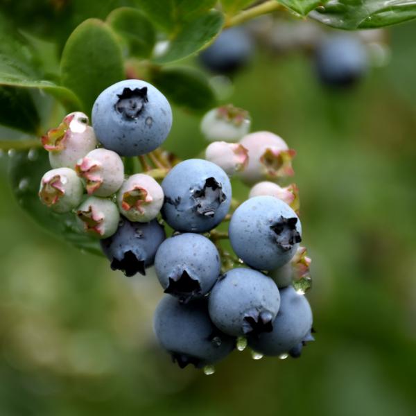 Blueberry Duke Very Early