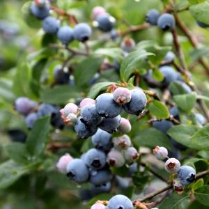 Blueberry Bluecrop Midseason