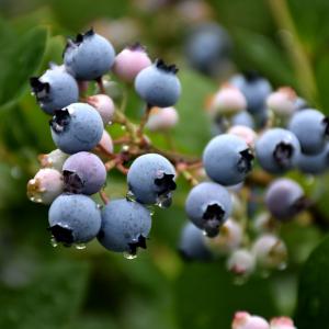 Blueberry Blue Jay Midseason