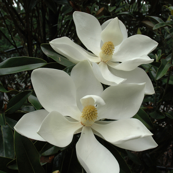 Magnolia Grand Little Gem - 2c