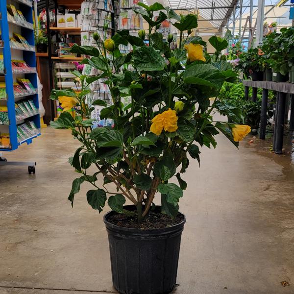 Hibiscus Flowering Bush - 10in