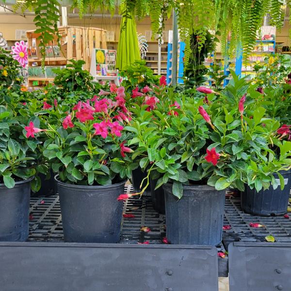 Dipladenia Bush - 10in