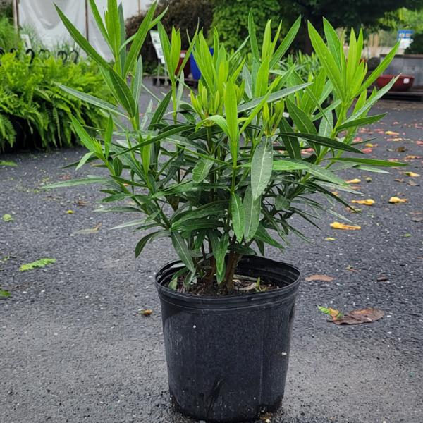 Oleander Bush - 10in