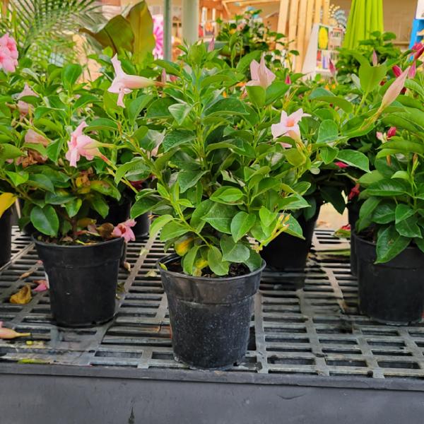Mandevilla Pink - 6in
