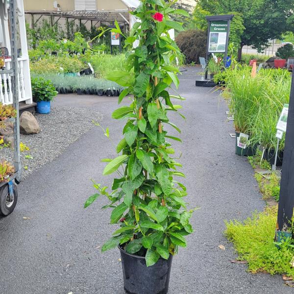 Mandevilla Multi Color - 12in