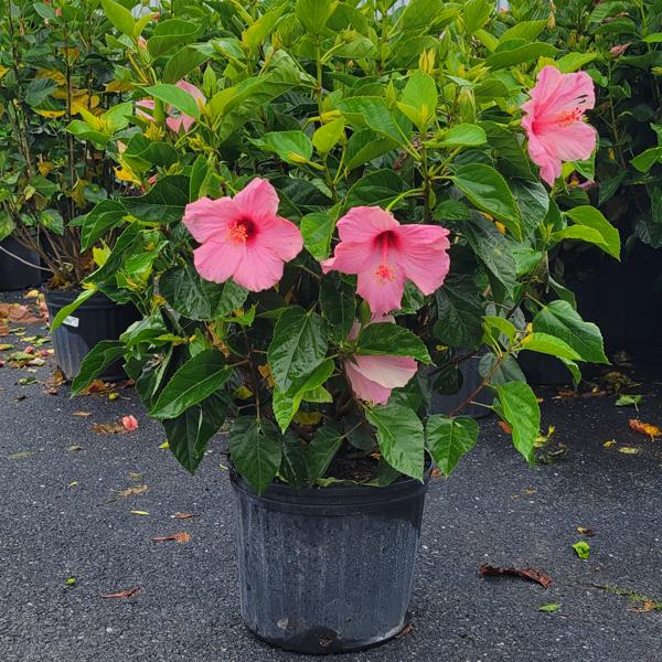 Hibiscus Bush - 12in