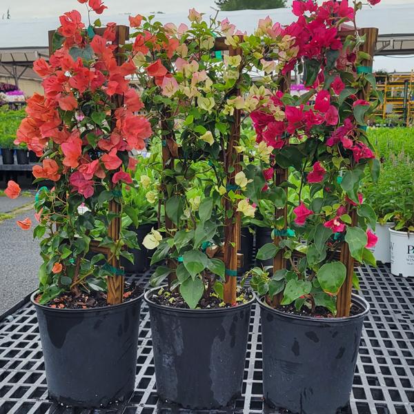 Bougainvillea Trellis - 2g