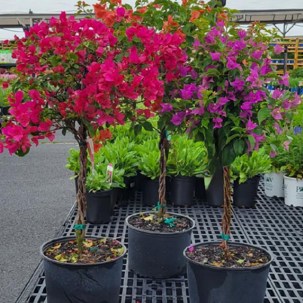 Bougainvillea Tree - 2g