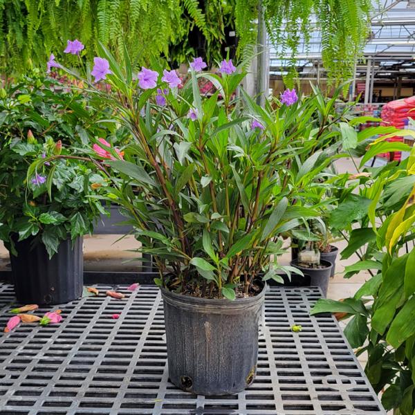 Ruellia Bush - 10in