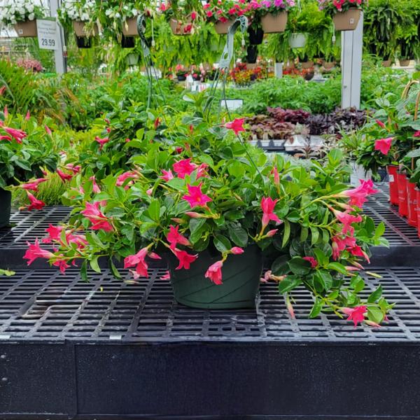 Mandevilla Colorful Hanging Basket - 12in