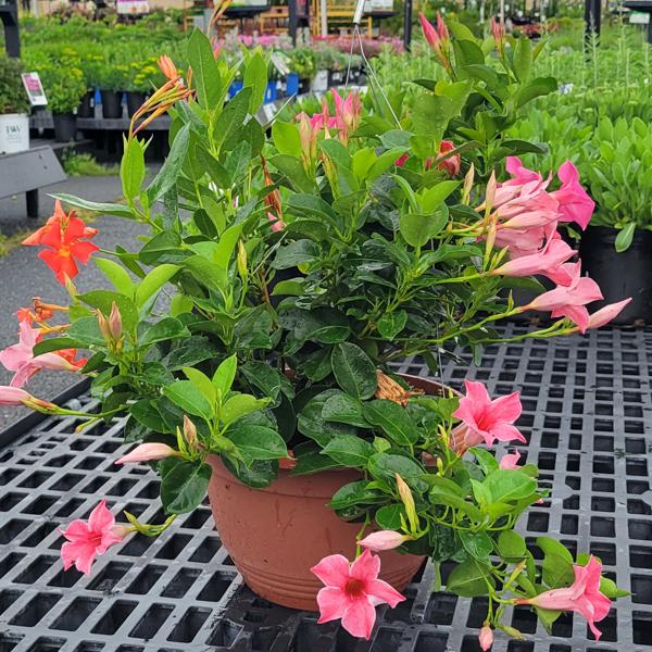 Dipladenia Multicolor Hanging Basket - 12in
