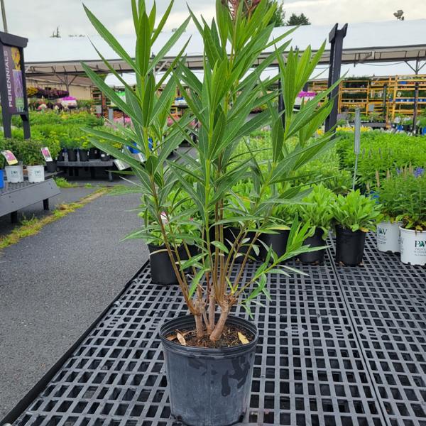 Oleander Bush - 10in