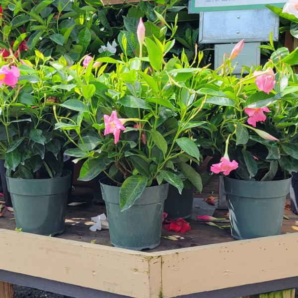 Dipladenia Bush Rio - 6in