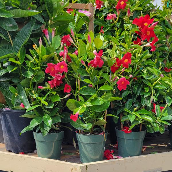 Mandevilla Red - 6in