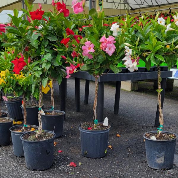 Mandevilla Tree Globe - 2g