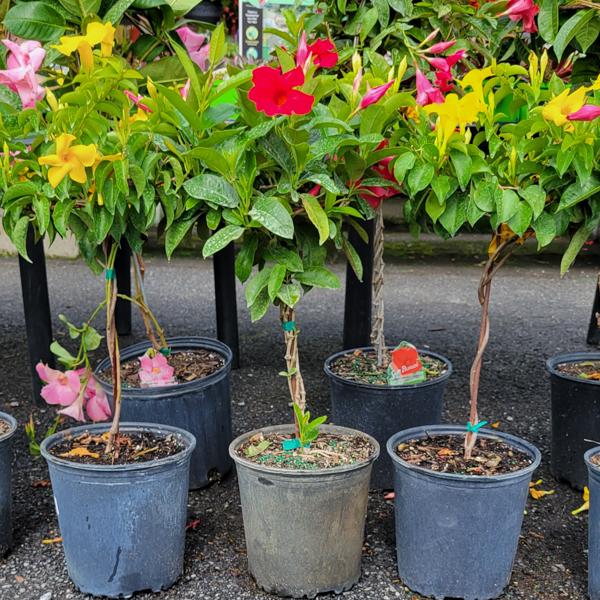 Mandevilla & Dipladenia Patio Tree - 1.5g