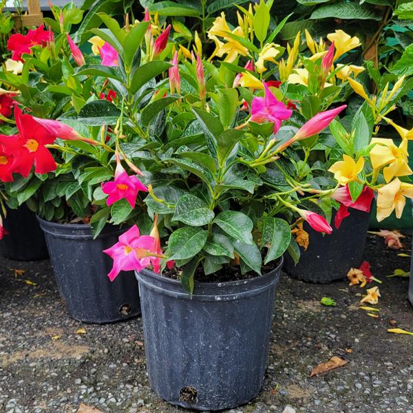 Dipladenia Multicolor - 12in