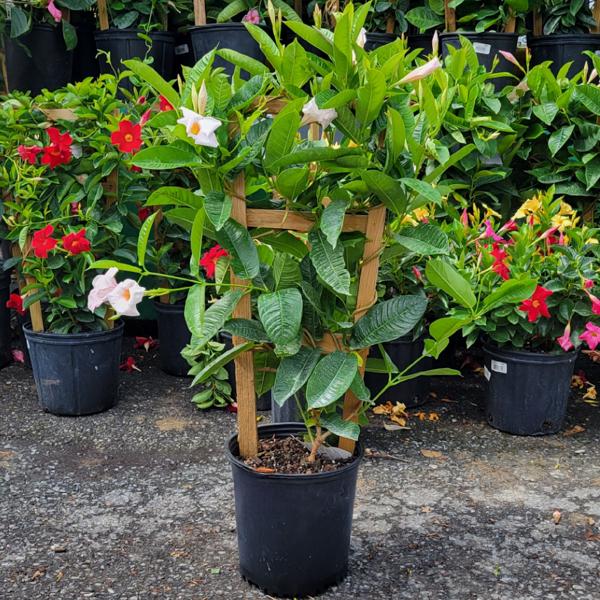 Mandevilla Trellis Pink - 10in