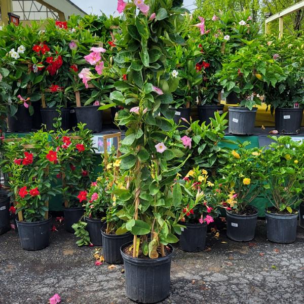 Mandevilla Teepee Pink - 12in