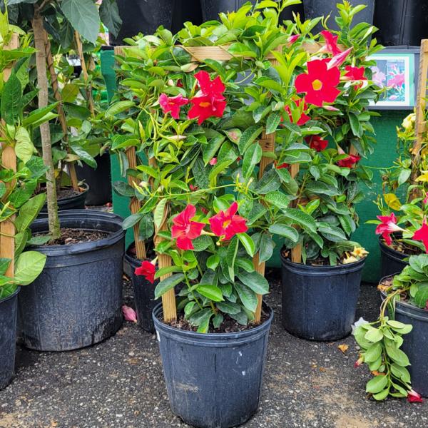 Mandevilla Trellis Red - 10in