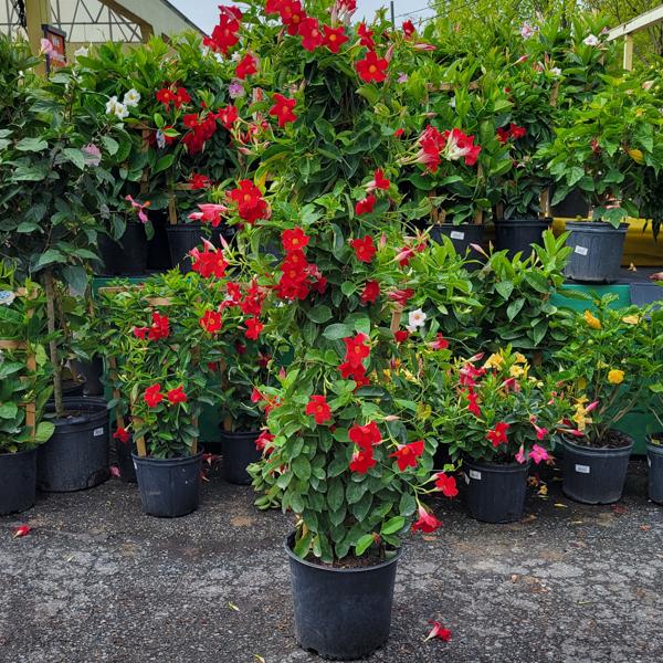 Mandevilla Teepee Red - 12in