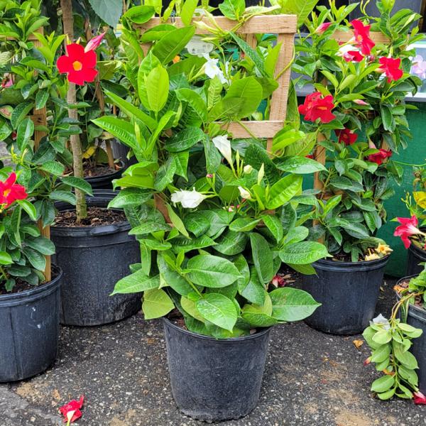 Mandevilla Trellis White - 10in