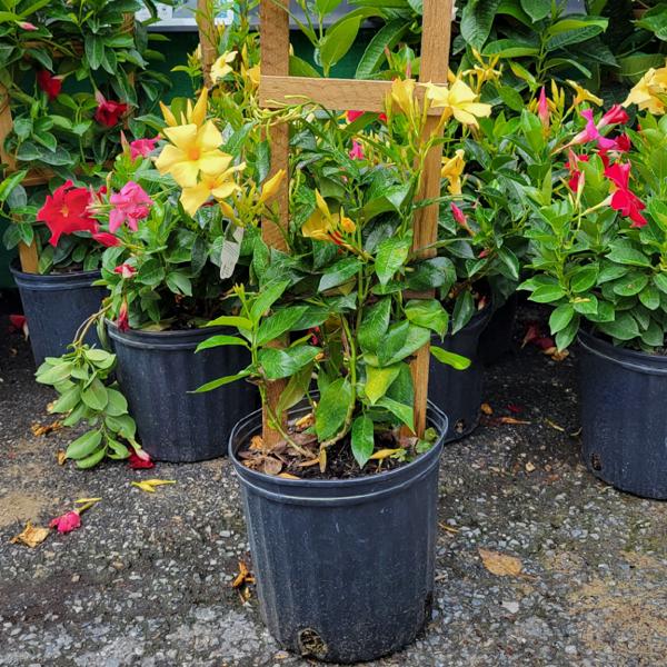 Mandevilla Trellis Yellow - 10in