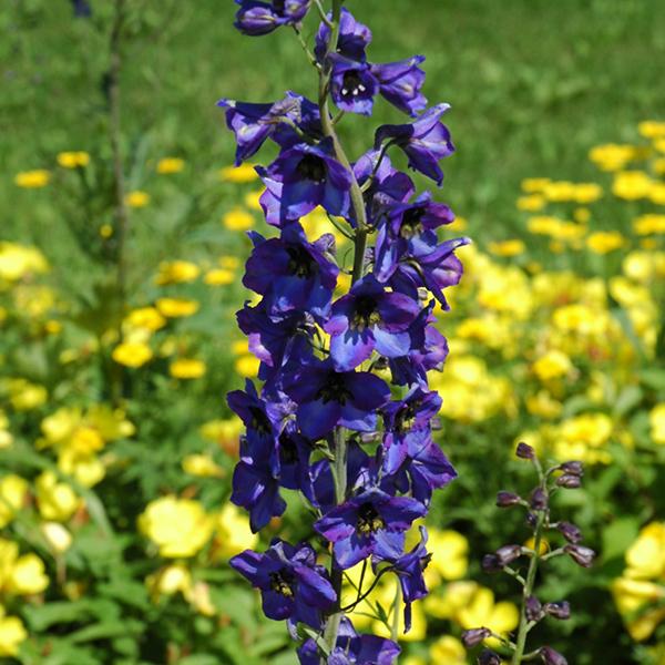 Delphinium Black Knight - 1c