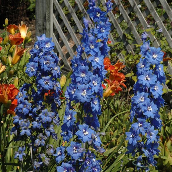 Delphinium Cobalt Dreams - 1c