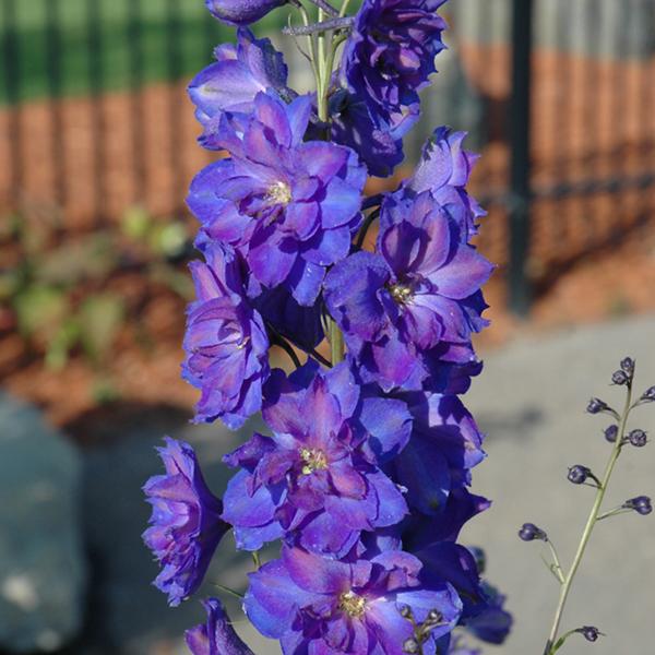 Delphinium Pagan Purples - 1c