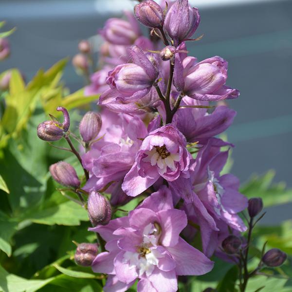 Delphinium Delphina Pink White Bee - 1q